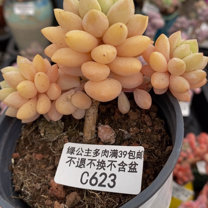 泡泡糖6cm623多肉植物
