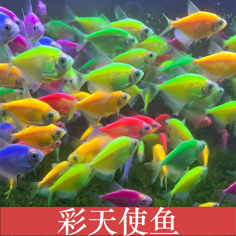 荧光天使淡水观赏鱼不掉色3-4厘米