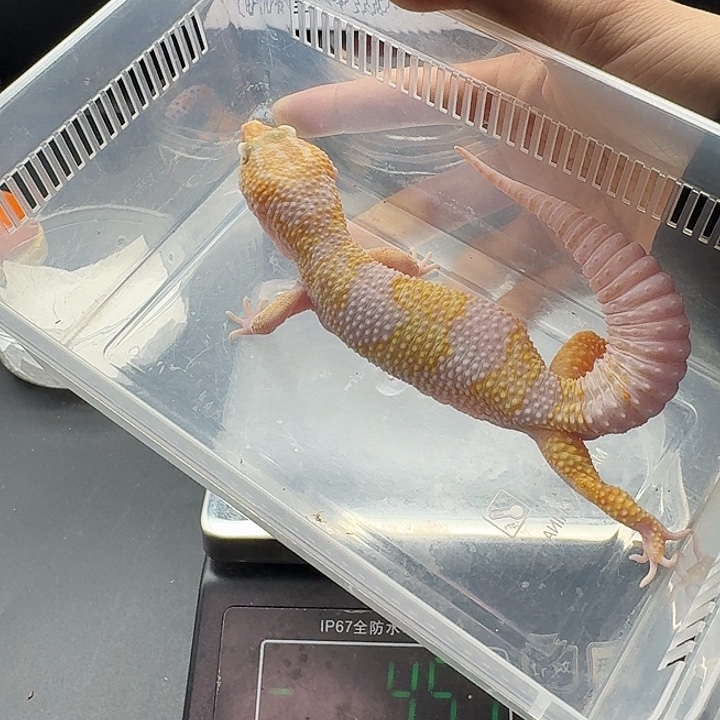 豹纹守宫蜡笔弟弟