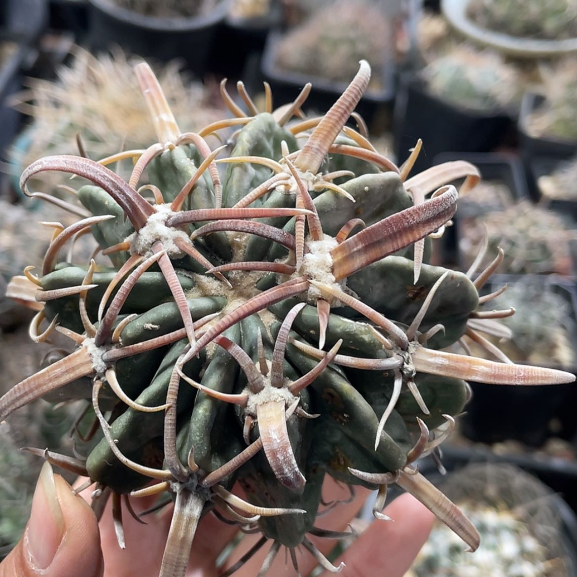 【闪购商品】武藏凌波冒根芽微瑕666