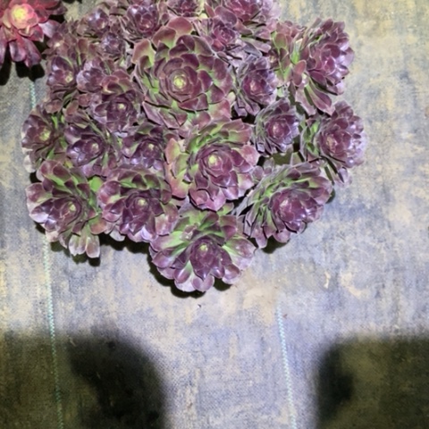 荷兰玫瑰10多肉植物