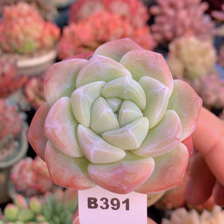 一物一拍含盆土满38包邮B391