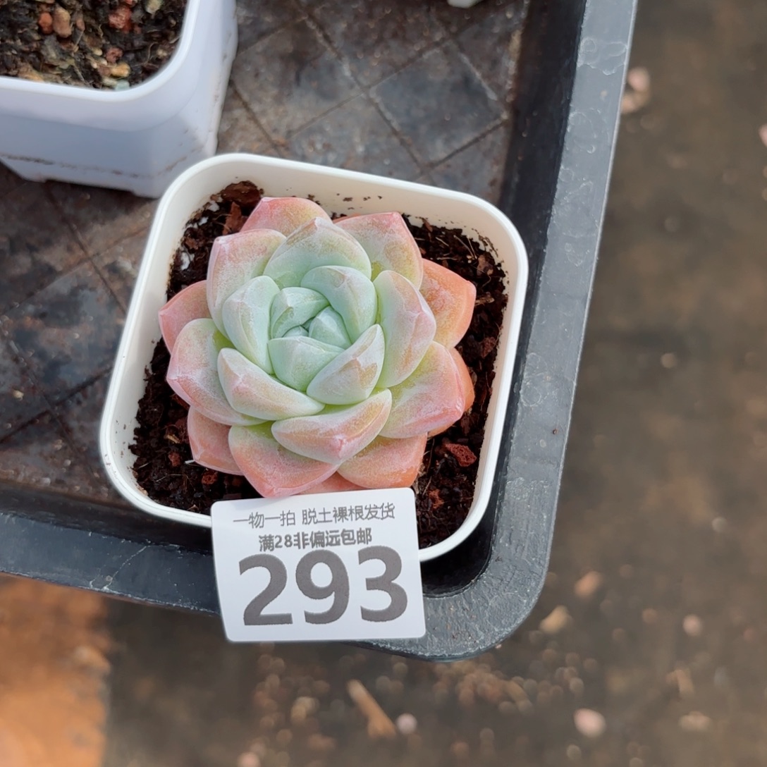 冰玉单头多肉多肉