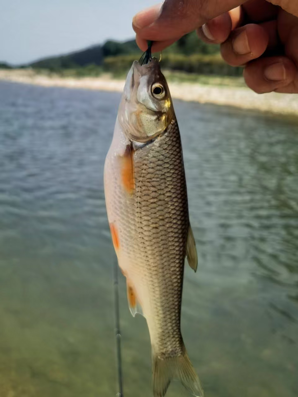 东北淡水冷水 雅罗鱼 5斤顺丰包邮