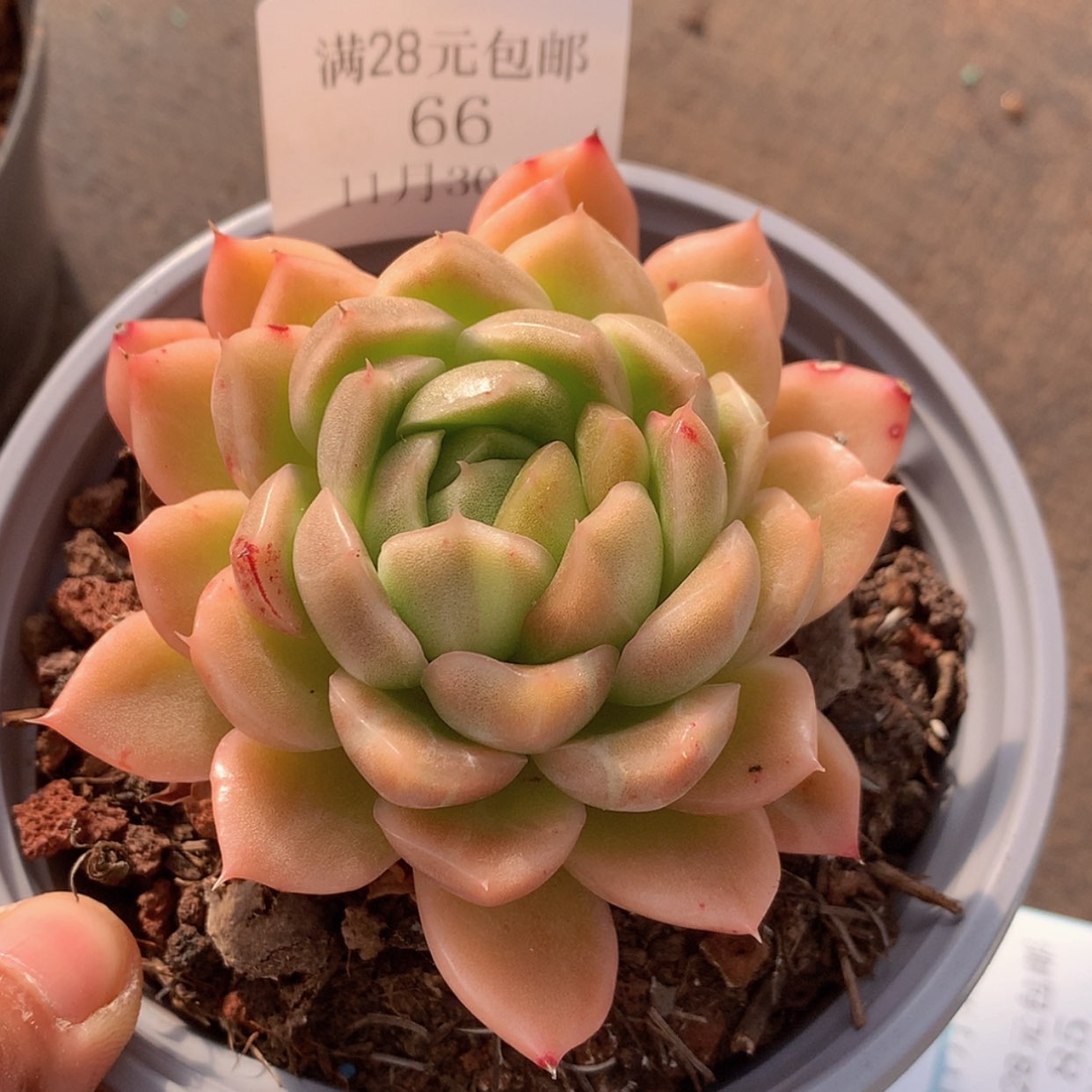 【闪购商品】云66号