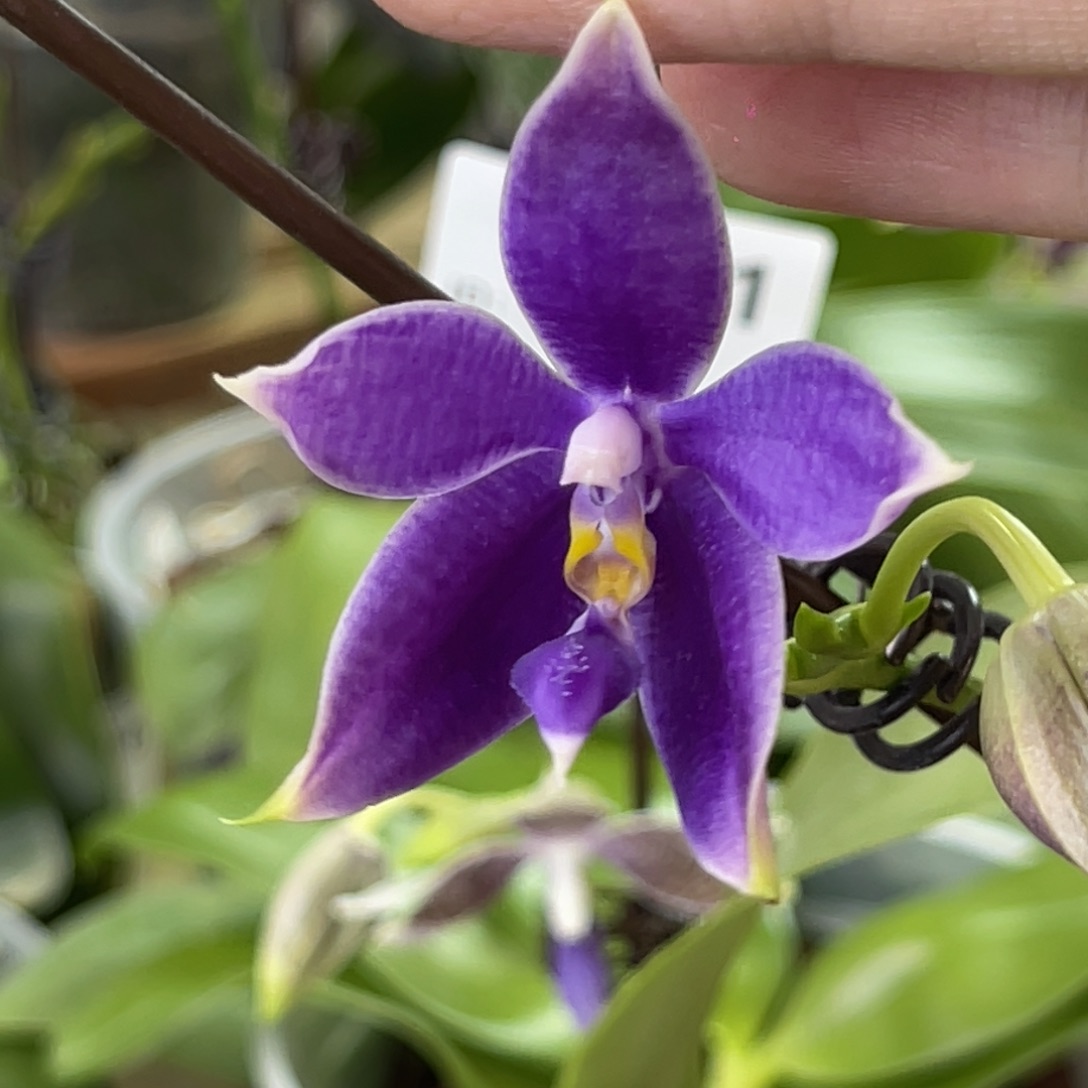 完全开放蓝路德-福利-不售后-5折-85折