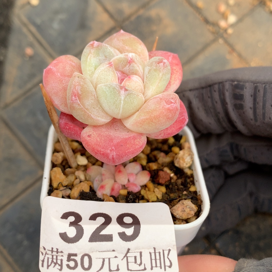 329。小腿樱花冰玉。带两崽。