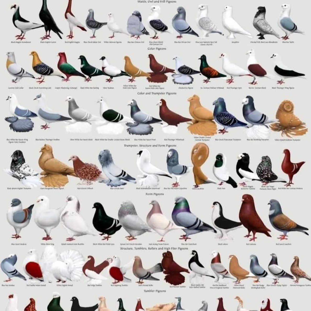 肉鸽，乳鸽直播间一物一拍一物以讲解（以直播间展示商品为准）