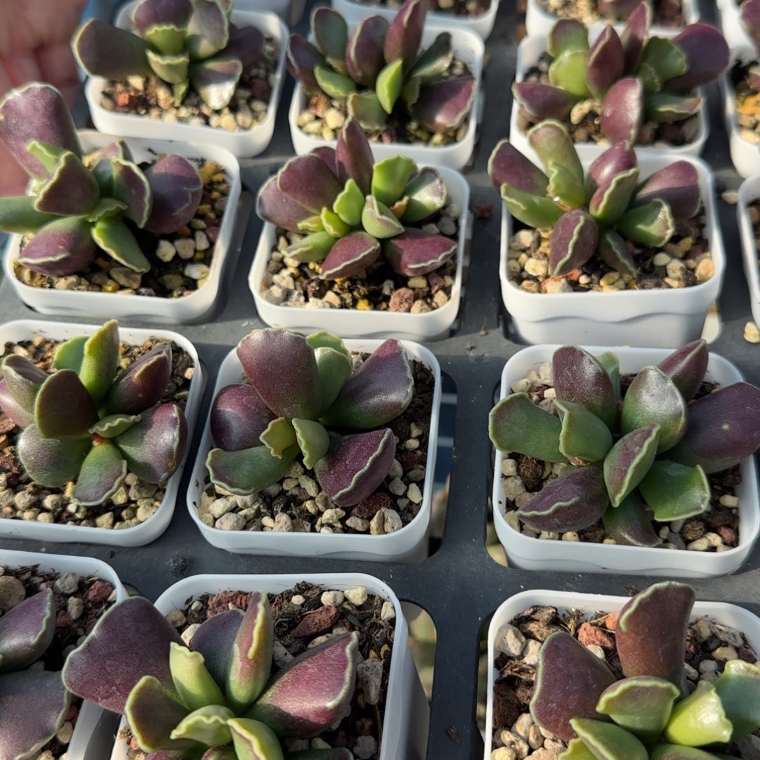 单颗紫库博量拍链接