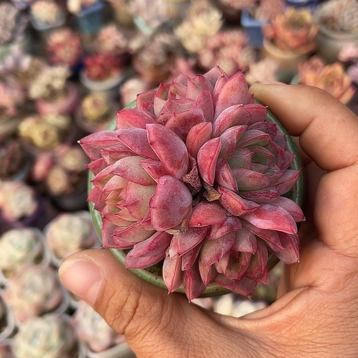 带盆发货 7口盆的