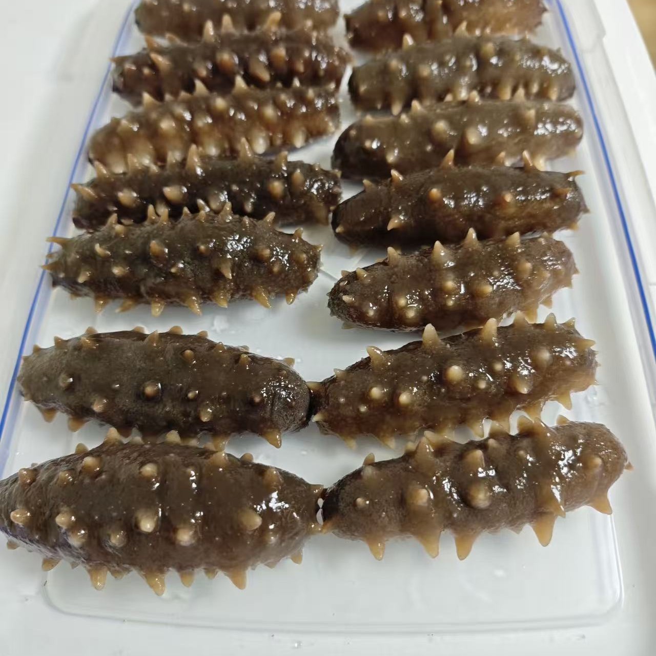 深海野货大连干海参