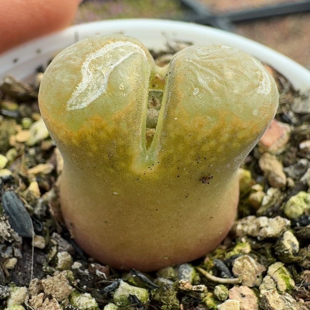 740超级大带盆土000000000