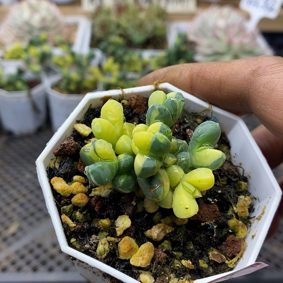 2338 鹿角海棠锦