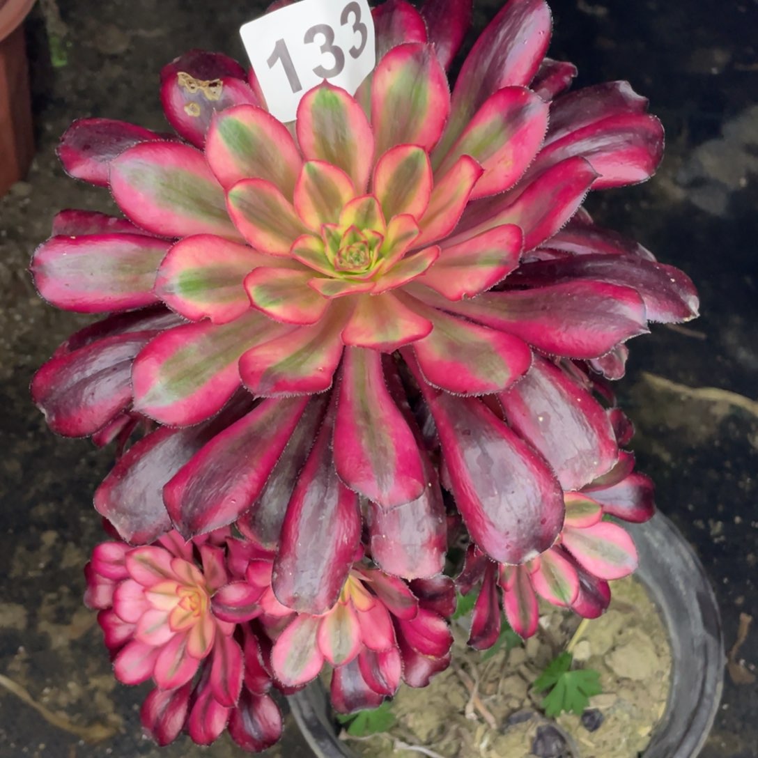 133号香奈儿手捧花