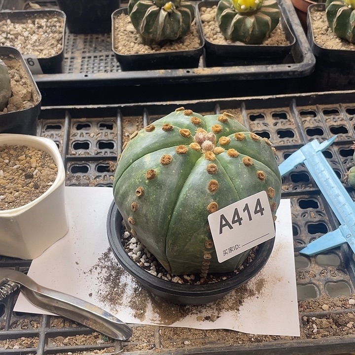 仙人球兜锦414号一
