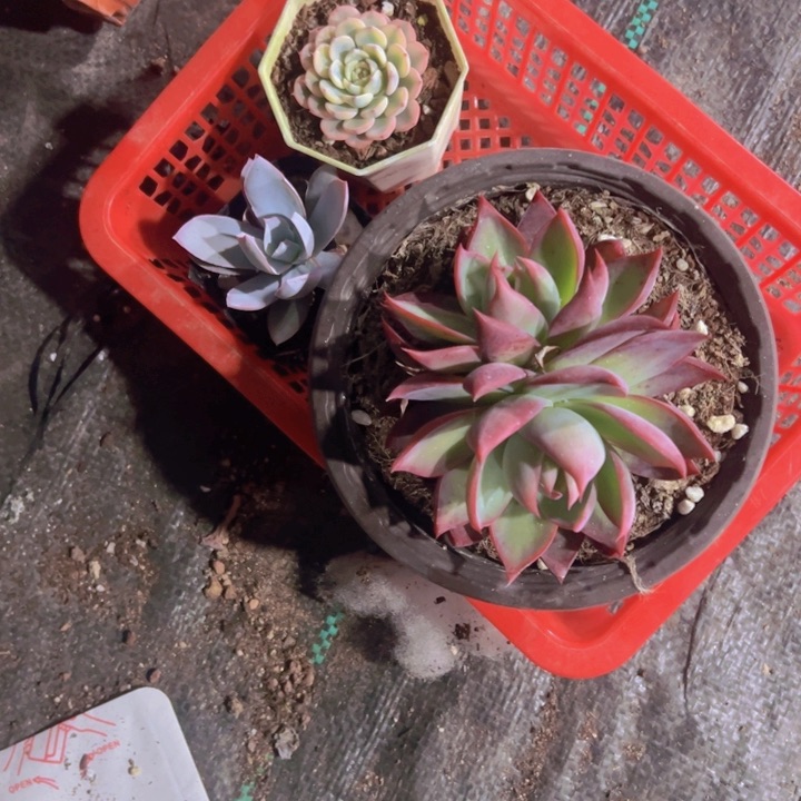 搬***…多肉专拍多肉植物大战