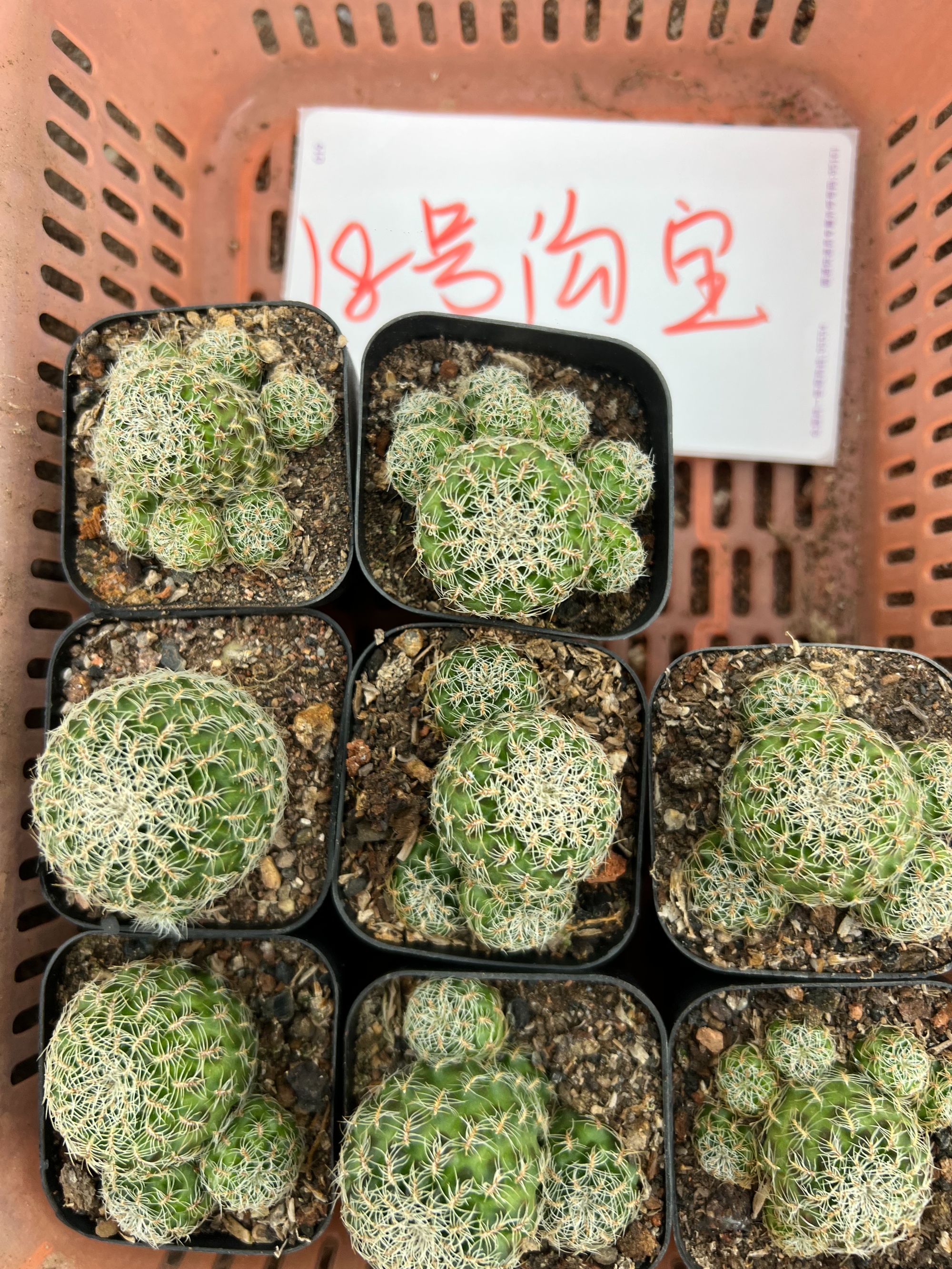 二妹园艺【 18号沟宝 】满18包邮仙人球默认脱土随机发货