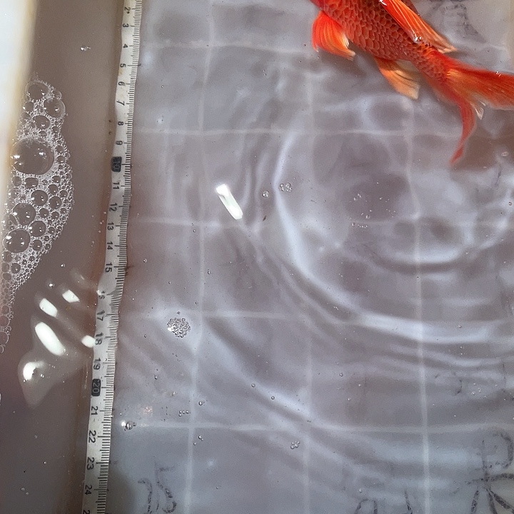 蝴蝶鲤鱼渔场直发118