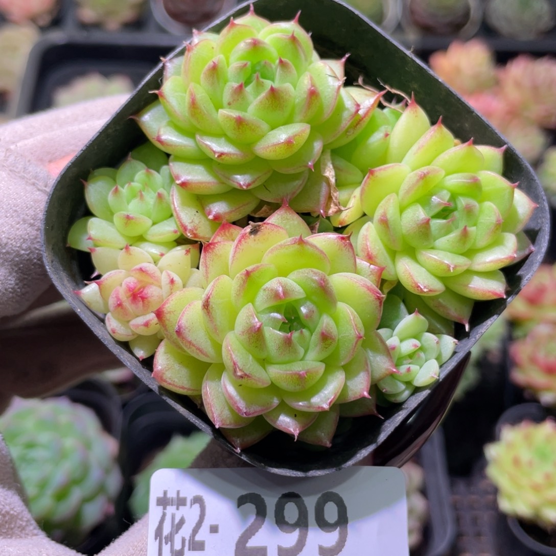 花利美2-299海王群