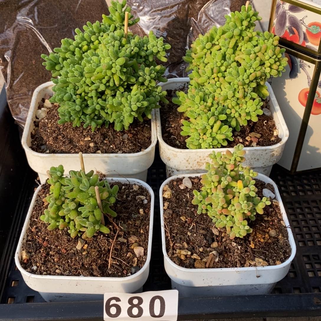 枝干番杏多肉植物680