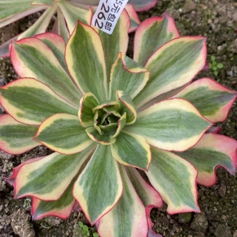 262魅影满25包邮多肉