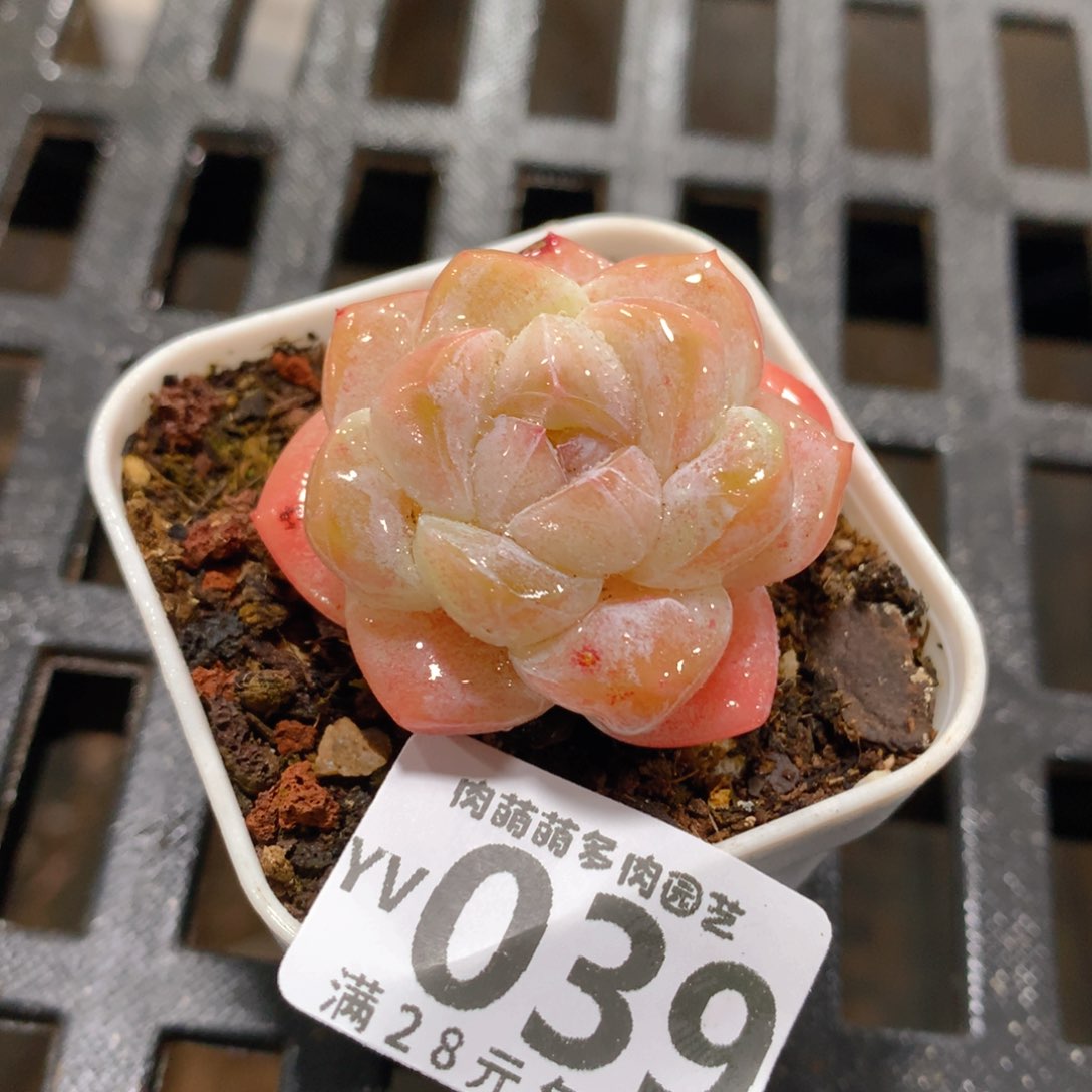 肉萌萌拇指盆精控多肉YV039