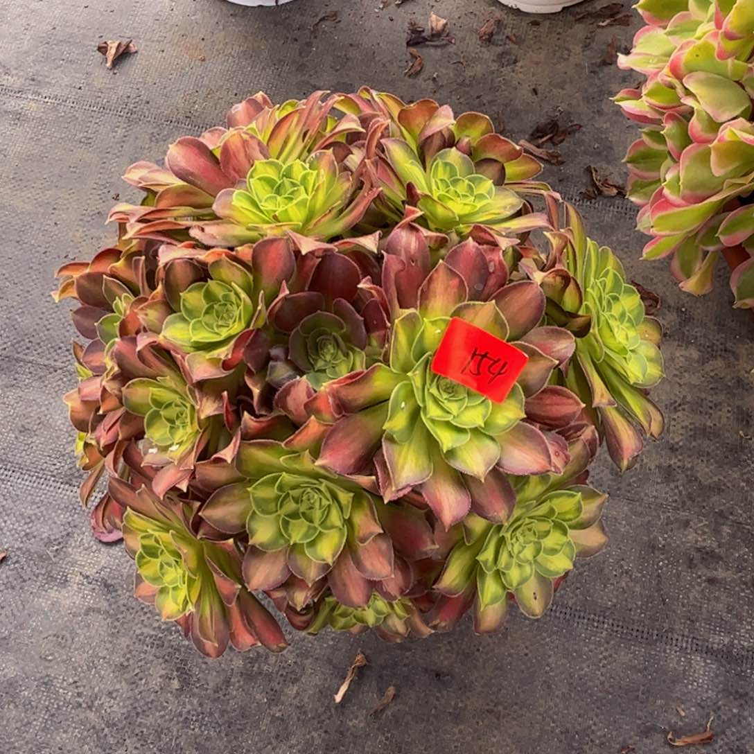 154炖肉植物发货韶华