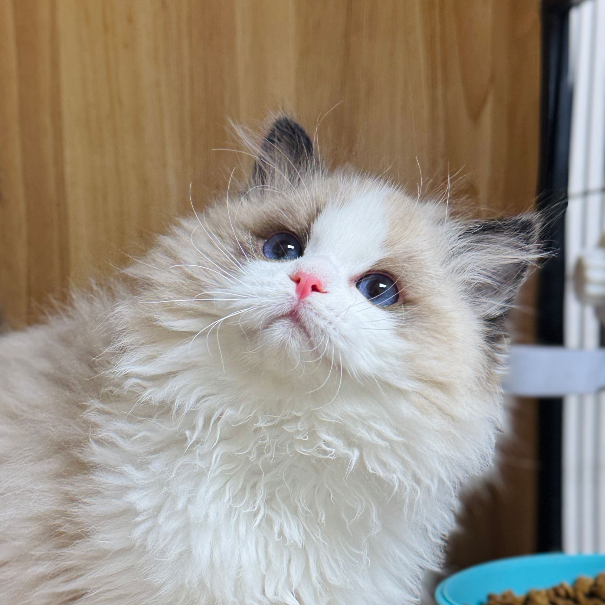 来了姊妹-海双布偶猫 妹妹 J34