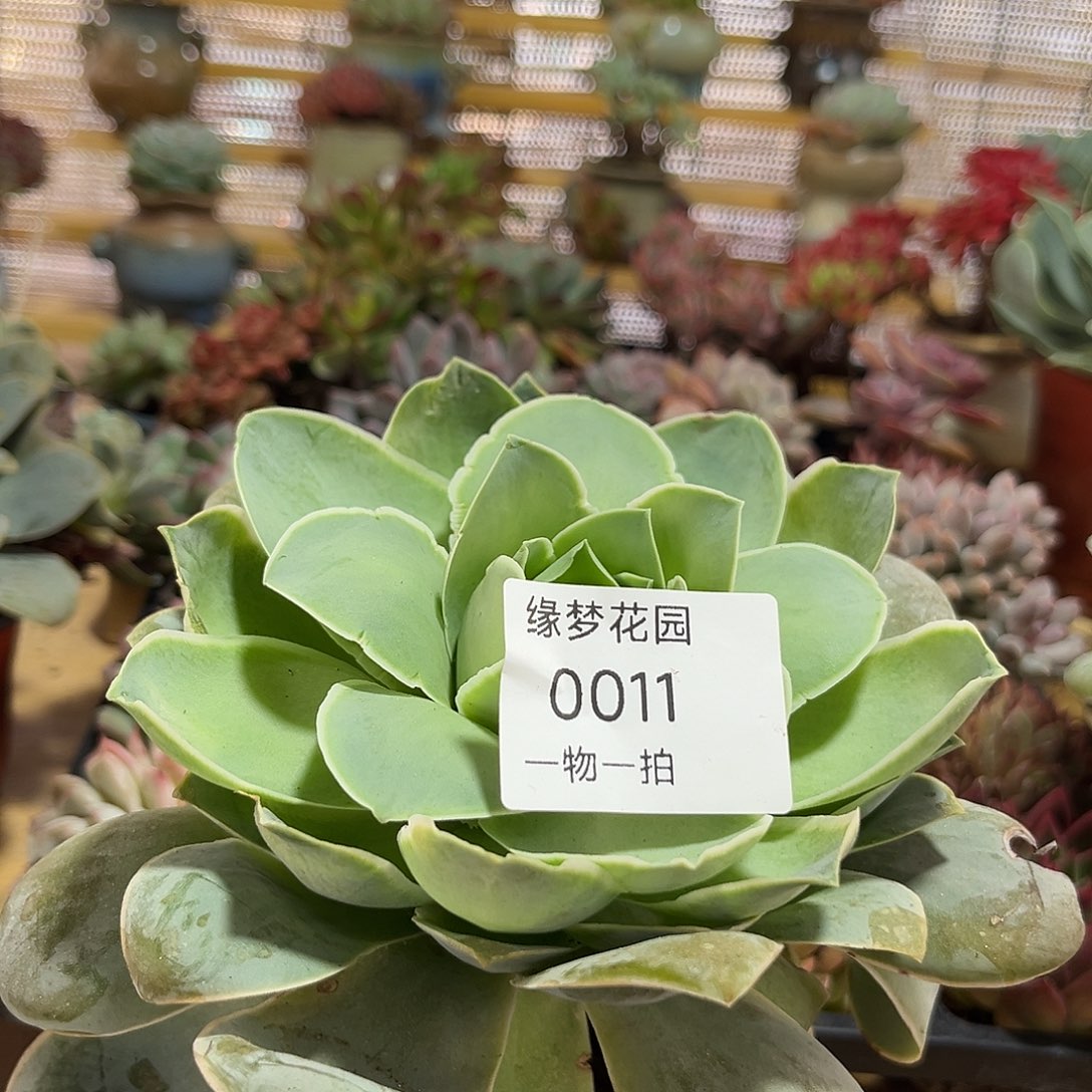 山地玫瑰一物一拍11