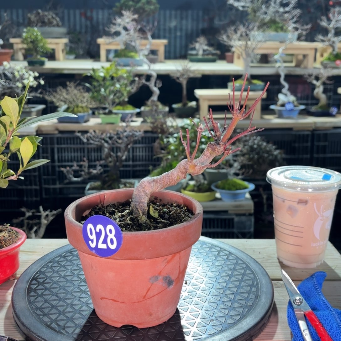 y***o全场盆景928号包邮