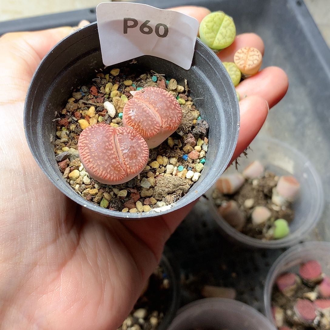 兜***糖P60多肉植物保护