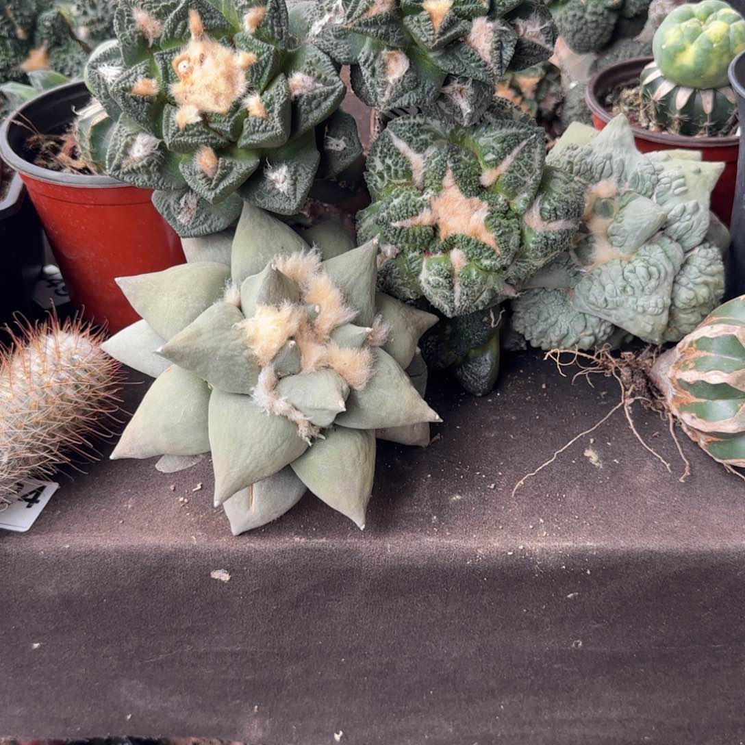 【闪购商品】?****鱼三棵大牡丹266