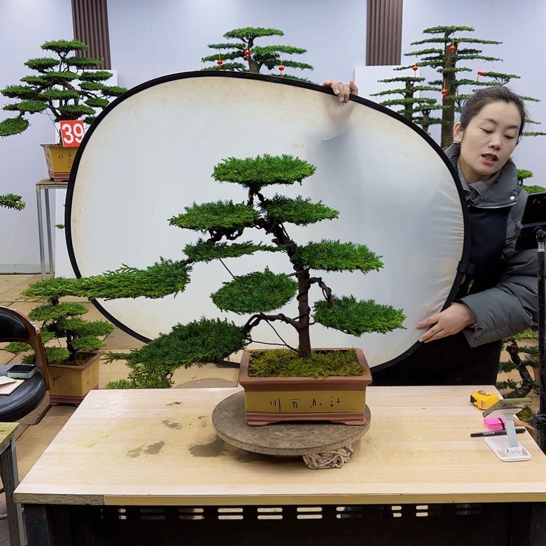 盆景直播间一物一拍
