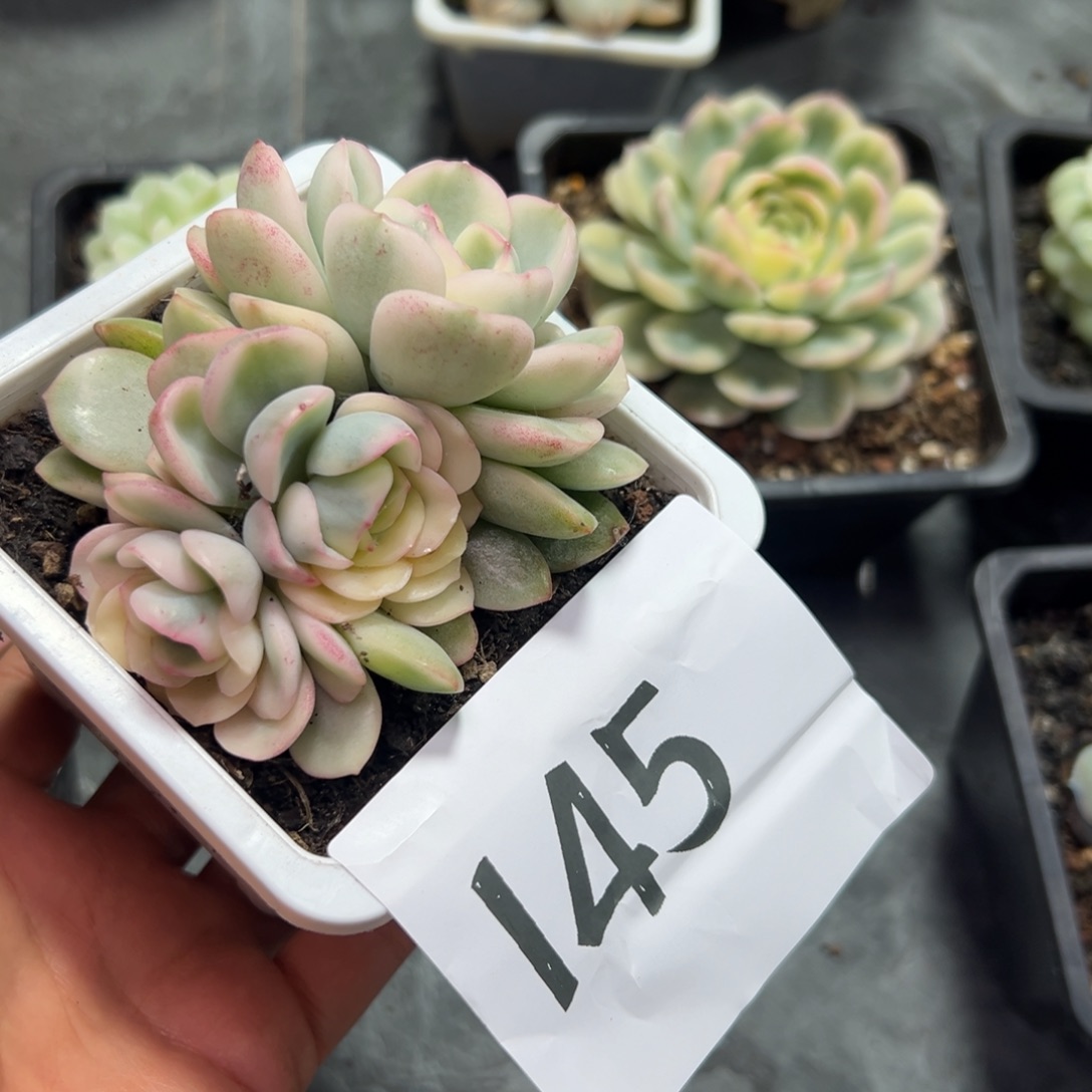 铃***铛145、嘀嘀打车vvvvvv个