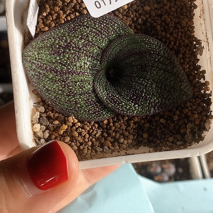 樂****)桃喜花园0124-41紫镜