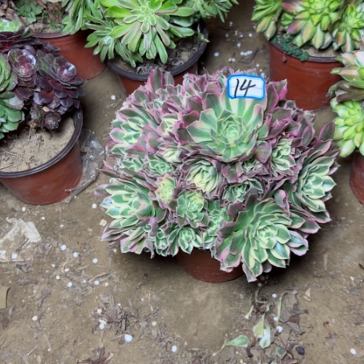 【闪购商品】多肉植物白凤14