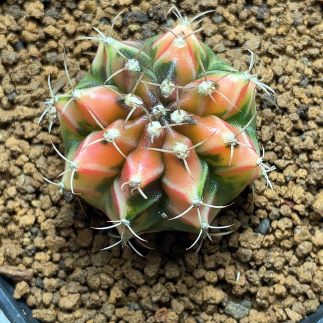 当前无花朵，栽培后可花朵桃子