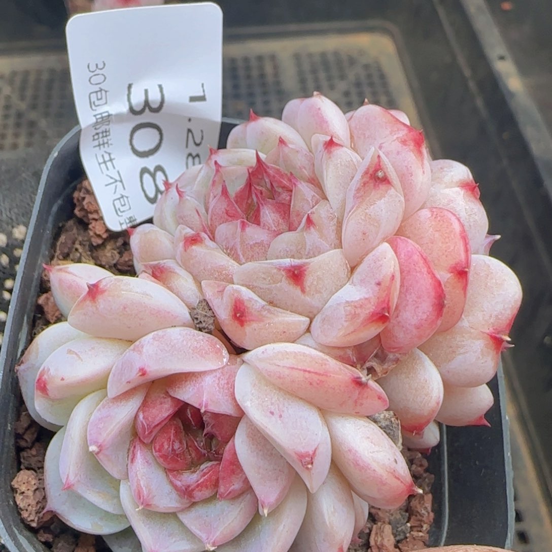 天鹅绒三头一颗脱土