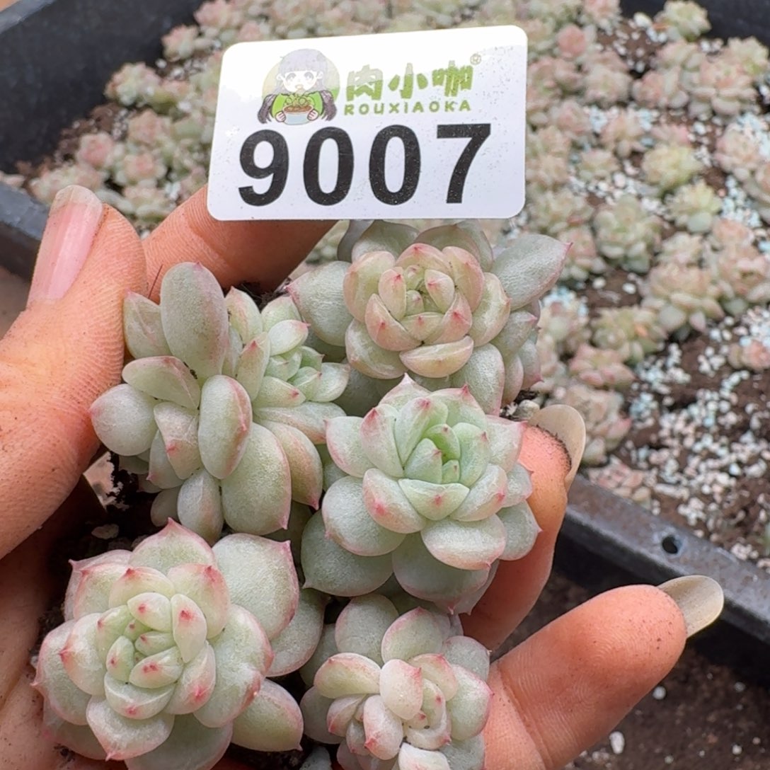 多肉植物多肉植物