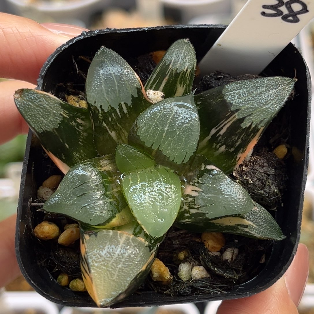 38大型克锦福利专场