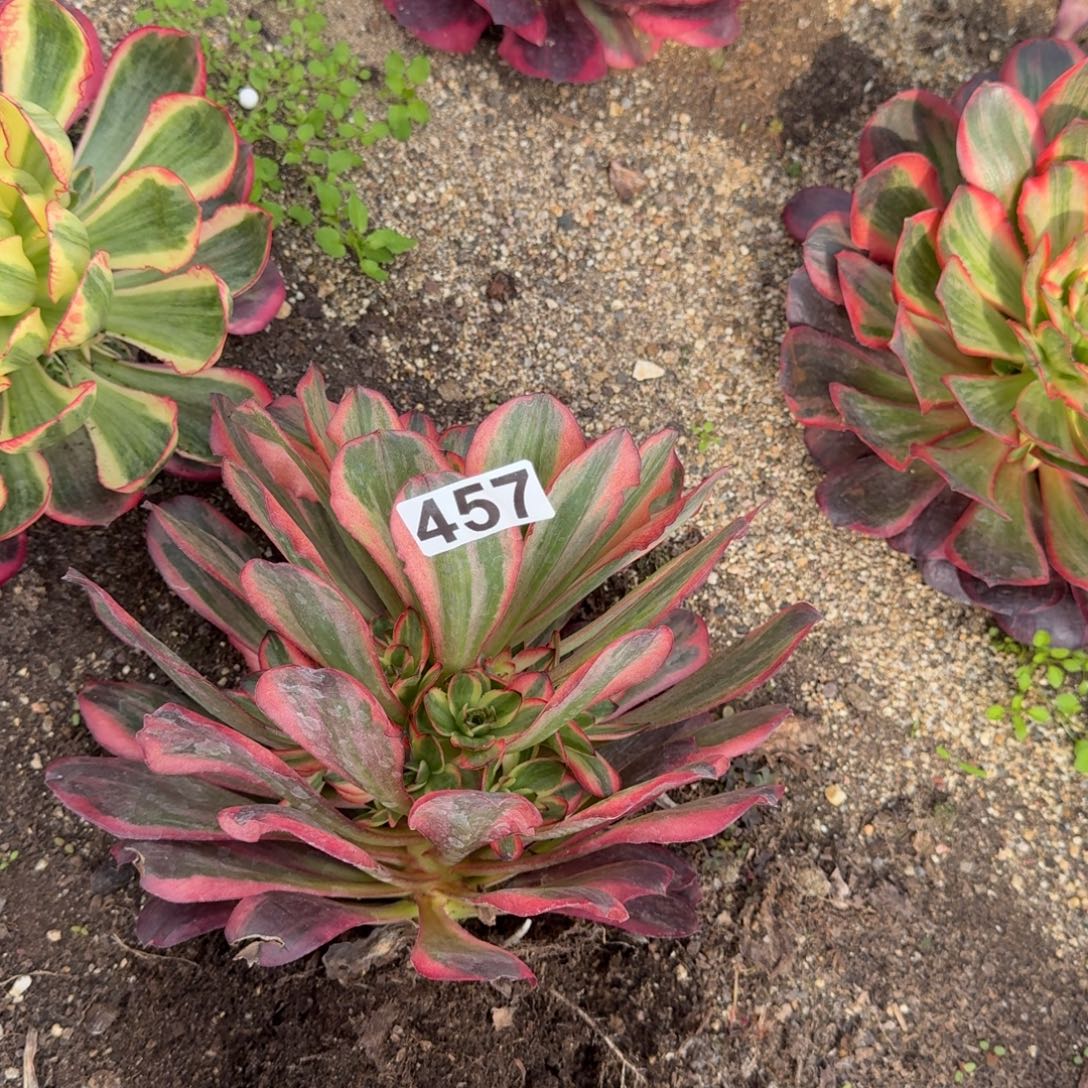 丽***影457多肉植物魅金玫瑰