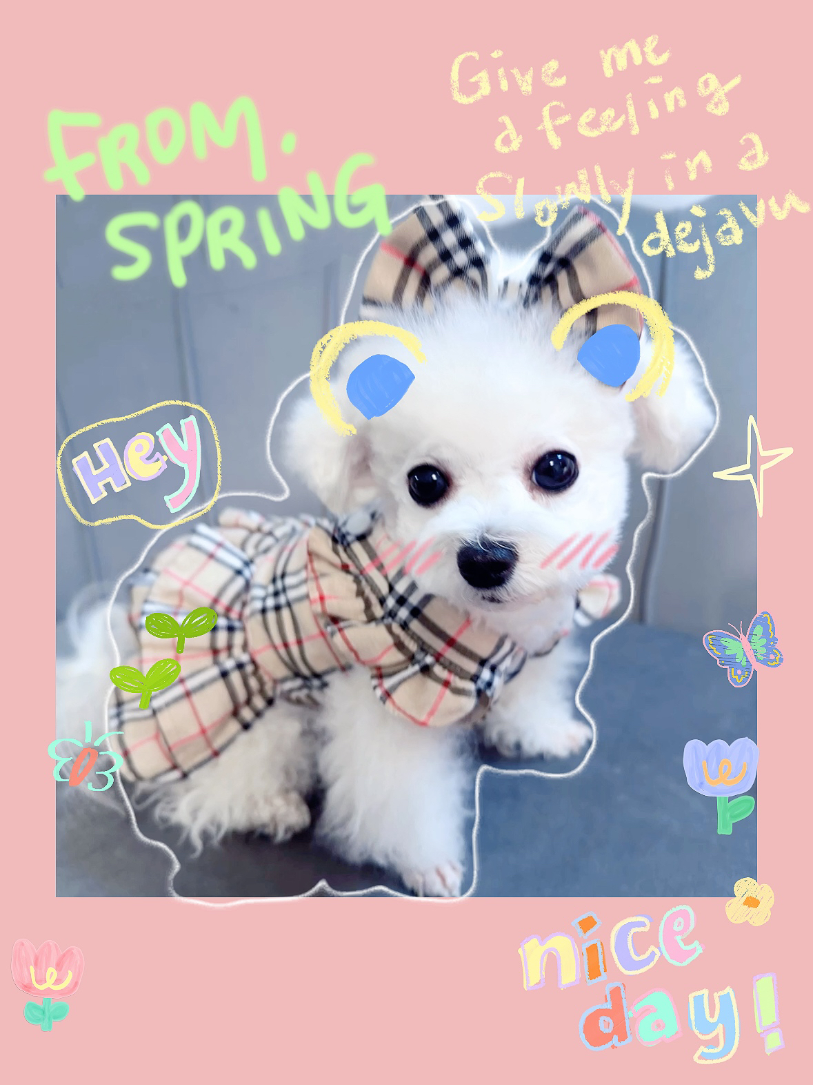 【去郊游！】原创夏款棉质宠物连衣裙牵引扣猫狗通用宠物衣服