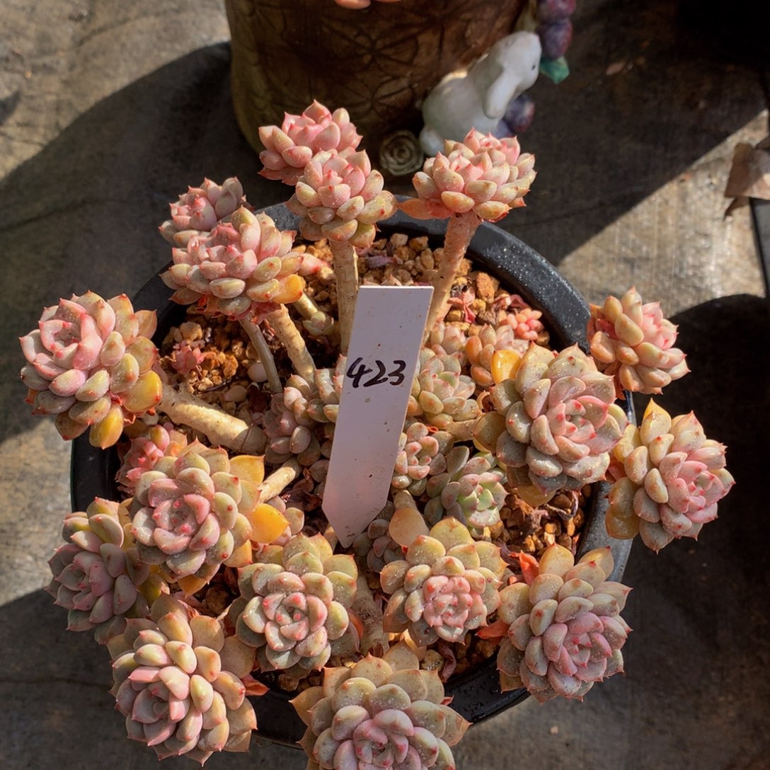 粉不哦7272727272727