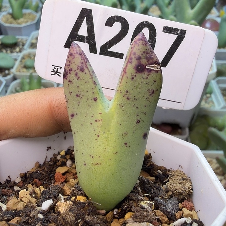 £***张207。满38包邮肉锥