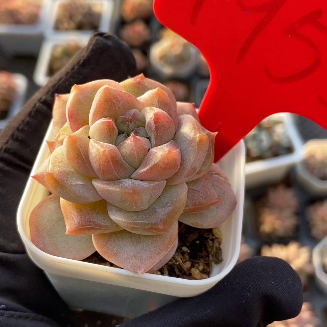 1955粉钻多肉植物保护