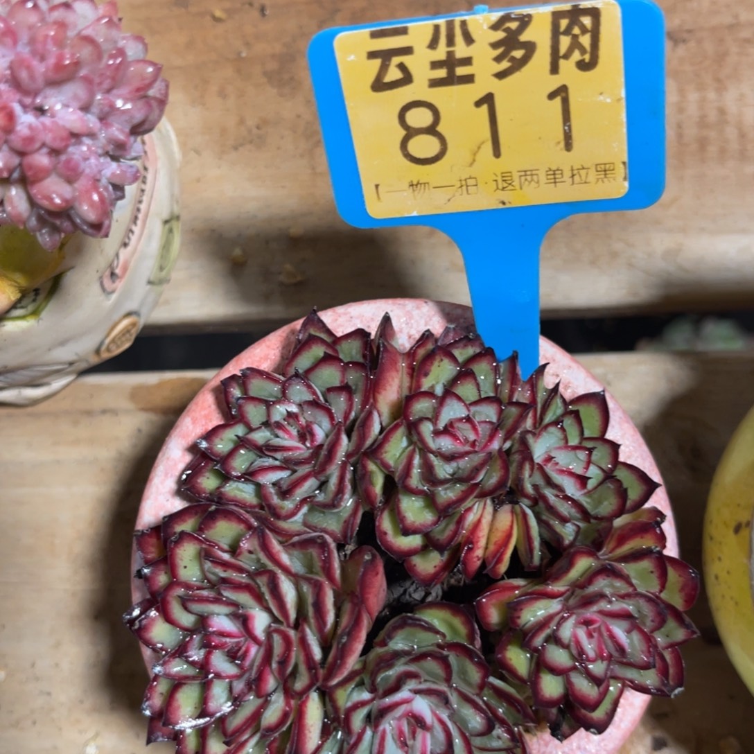 云尘多肉一物一拍不含盆811，