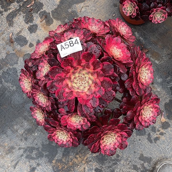 烟花多肉法师。  584