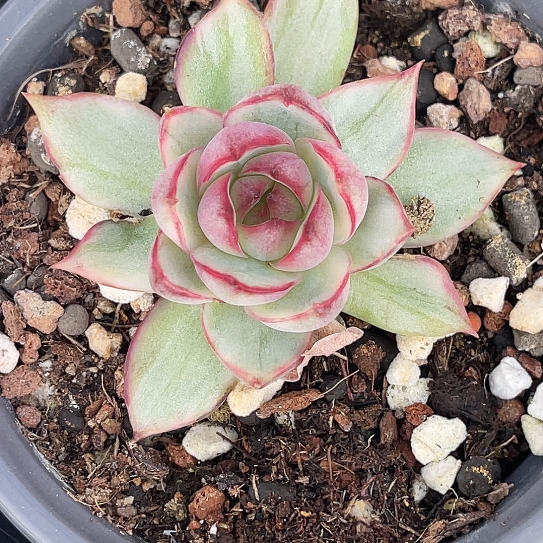 哈***嗝尚品园艺福利锦红宝莲