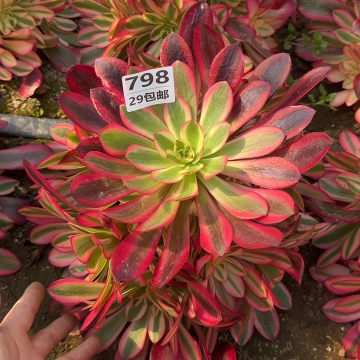 美杜……多肉植物……