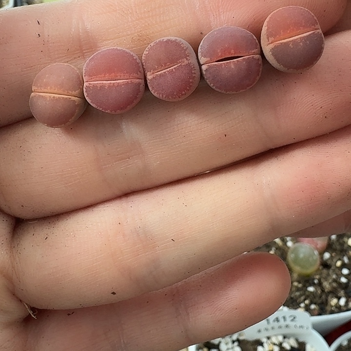 老马生石花ko1434